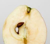 Augustæble